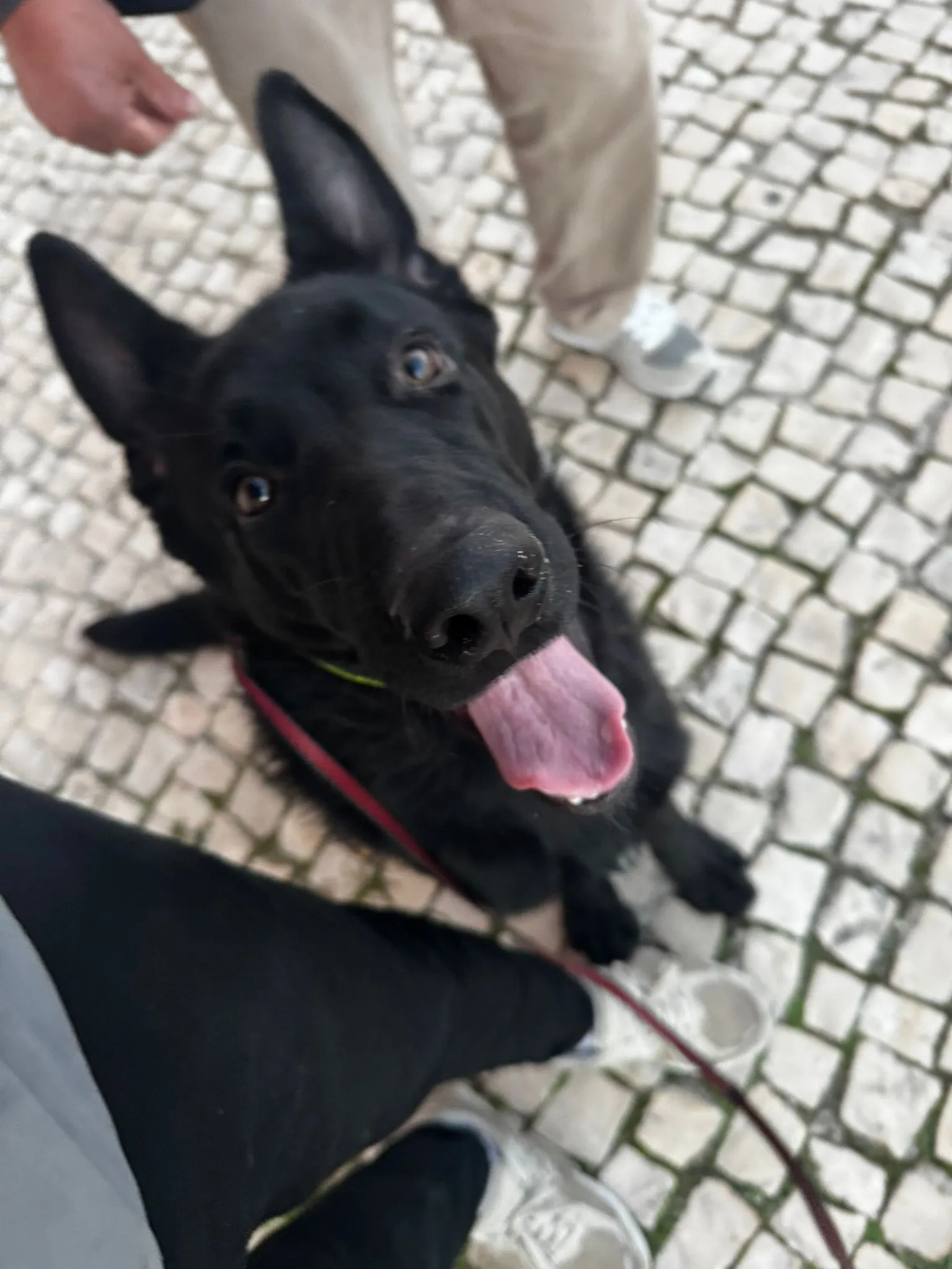 Trabalho com Cães